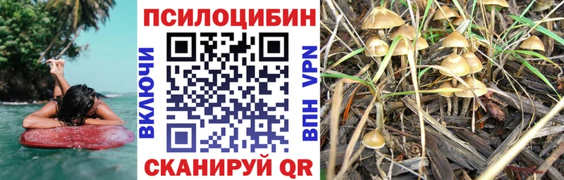 где найти наркотики  Томилино  Галлюциногенные грибы Psilocybine cubensis 